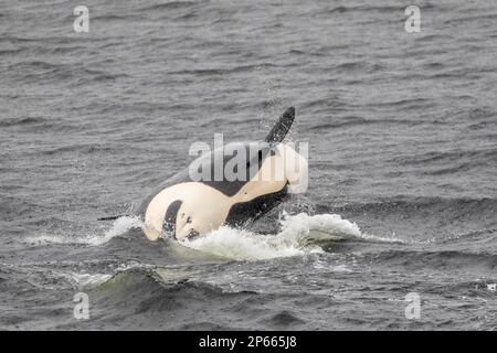 Adult female killer whale (Orcinus orca) breaching in Behm Canal, Southeast Alaska, United States of America, North America Stock Photo
