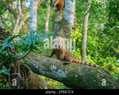 Adult South American coati (Nasua nasua), climbing in a tree at Iguazu Falls, Misiones Province, Argentina, South America Stock Photo