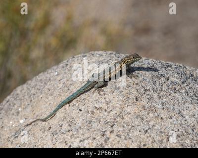 An adult common side-blotched lizard (Uta stansburiana), in Joshua Tree National Park, California, United States of America, North America Stock Photo