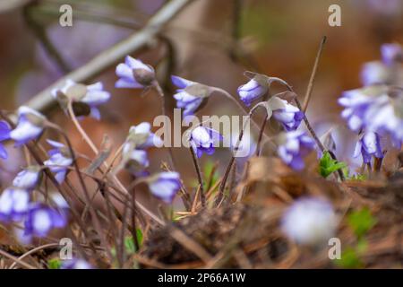 A group of hepatica flowers on a spring April day Stock Photo