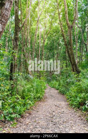 Empty footpath among mangrove trees and fern, Jozani Forest National Park, Zanzibar, Tanzania, East Africa, Africa Stock Photo