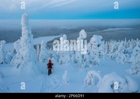 Aerial view of woman snowshoeing on trail in the snowcapped forest at twilight, Oulanka National Park, Ruka Kuusamo, Lapland, Finland, Europe Stock Photo