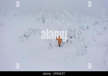 Woman walking in deep snow under the foggy sky in the frozen landscape of Riisitunturi National Park, Posio, Lapland, Finland, Europe Stock Photo