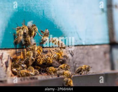 swarm of honey bees flying around beehive. Bees returning from collecting honey fly back to the hive. Honey bees on home apiary, apiculture concept. Stock Photo