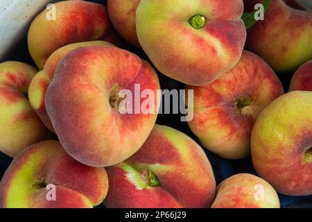 Prunus persica Donut or Saturn Peach. platycarpa, a fruit tree with pale yellow and red flattened fruits, sweeter than most varieties. Stock Photo