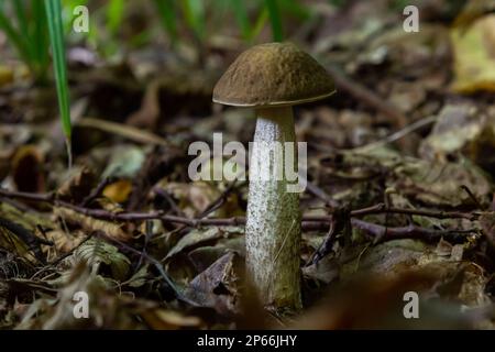 Leccinellum pseudoscabrum mushrooms in the summer. Mushrooms growing in the forest. Stock Photo