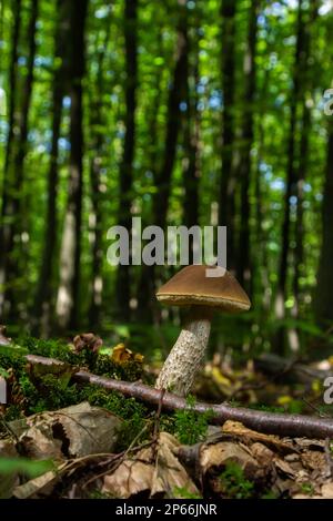 Leccinellum pseudoscabrum mushrooms in the summer. Mushrooms growing in the forest. Stock Photo