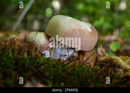 Russula xerampelina, also known as the crab brittlegill or the shrimp mushroom in forest. Stock Photo