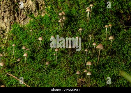 Mushroom Mycena galopus grows on green moss in the forest. Stock Photo