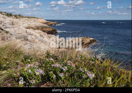 Rocky Shoreline at Duncan's Cove Nature Reserve, Nova Scotia, Canada, North America Stock Photo