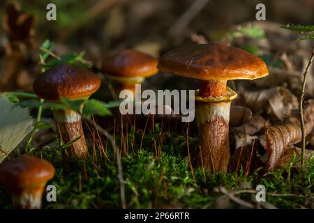 Mushroom season. Autumn in the park. Slippery Jack edible cattails Suillus luteus. Stock Photo