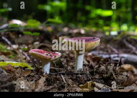 Russula xerampelina, also known as the crab brittlegill or the shrimp mushroom in forest. Stock Photo