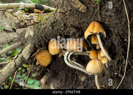 Coprinellus micaceus. Group of mushrooms on woods in nature. Stock Photo