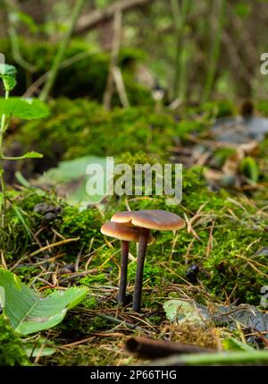 A wild mushroom known as the Winter Mushroom or the Velvet Shank. Botanical name Flammulina velutipes. Mushroom naturally lit with natural moss surrou Stock Photo