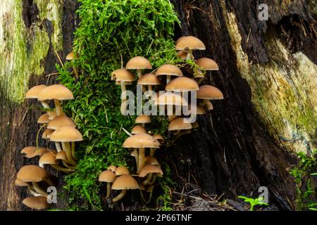 Mushrooms group Kuehneromyces mutabilis on a tree stump. Stock Photo