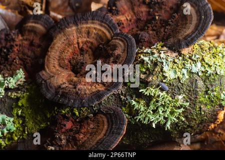 Mushroom called Daedaleopsis growing on sallow wood in the forest. Stock Photo