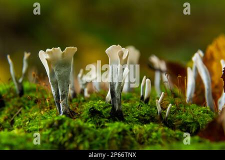 Amazing litte mushroom looks like branches with drops of dew - Xylaria hypoxylon. Stock Photo