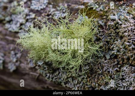 Usnea barbata ,old man's beard, or beard lichen growing naturally on turkey oak tree in Florida, natural antiobiotic Stock Photo