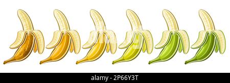 Vector Opened Banana Set, horizontal voucher with lot collection of cut out illustrations of group assorted brown riped and green unriped peeled banan Stock Vector