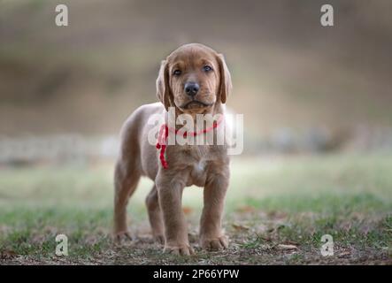 Broholmer dog breed puppy standing and looking into the camera, Italy, Europe Stock Photo