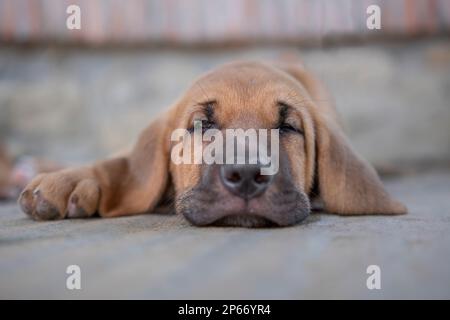 Sleepy Broholmer dog breed puppy laying on the ground, Italy, Europe Stock Photo