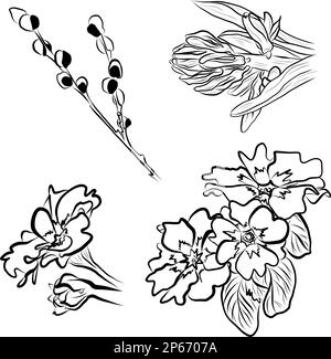 Vector drawing willow branch and spring flowers Stock Vector