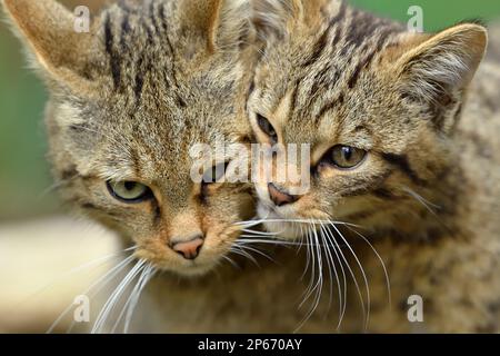 Scottish Wildcat close-up of female with kitten bred in the captive breeding programme installation at the Aigas Field Centre, Scotland Stock Photo