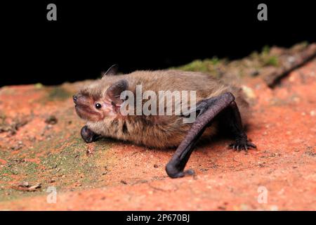 Soprano Pipistrelle Bat (Pipistrellus pygmaeus) clinging to wall of derelict building by roost, at the National Trust for Scotland property at Threave Stock Photo