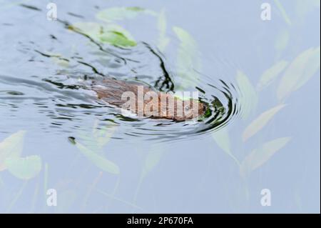 Water Vole (Arvicola terrestris) swimming in the Cromford Canal, Derbyshire, England, October 2008 Stock Photo