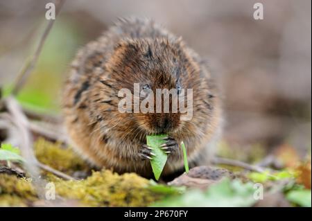 Water Vole (Arvicola terrestris) feeding on leaf on the bank of the Cromford Canal, Derbyshire, England, April 2009 Stock Photo