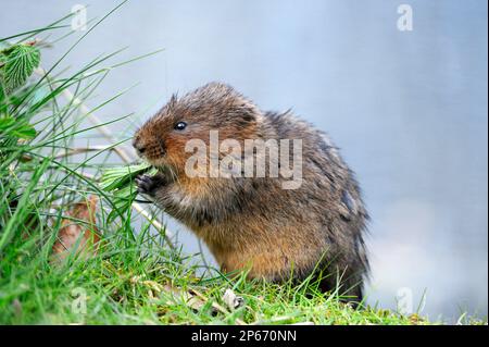 Water Vole (Arvicola terrestris) feeding on meadowsweet on the bank of the Cromford Canal, Derbyshire, England, April 2009 Stock Photo