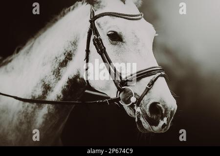 Black and white portrait of a beautiful dappled gray horse. Equestrian life. Agriculture and horse care. Stock Photo