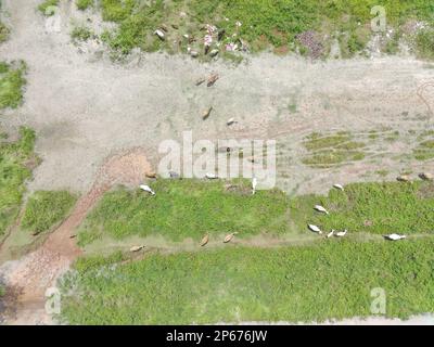 aerial view of a herd of cows being herded. natural farm photo concept. Stock Photo