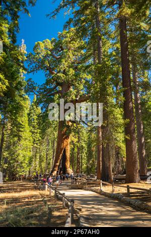 Famous giant sequoia tree named Grizzly Giant, Mariposa Grove, Yosemite National Park, UNESCO, California, USA Stock Photo