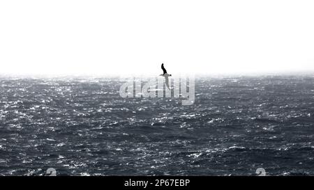 Albatross gliding over the Drake Passage, Southern Ocean below South America, Antarctica, Polar Regions Stock Photo