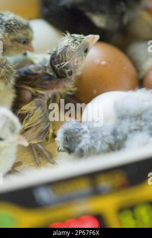 chick hatching from egg 4 Stock Photo