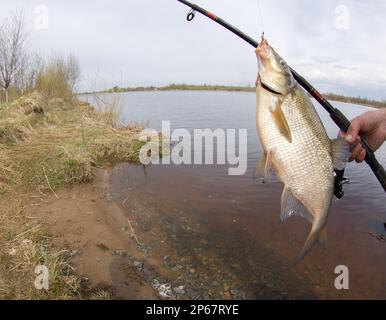 An enviable trophy of a fisherman with a fishing rod in a European river. Caspian bream (Abramis brama orientalis). The fisheye lens is used Stock Photo