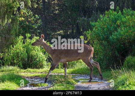 Nyala, Dinsho National Park, Bale plateau, Ethiopia Stock Photo