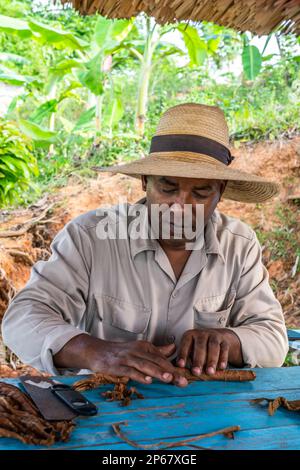 Tobacco plantation worker in straw hat, rolling his own cigar, Vinales, Cuba, West Indies, Caribbean, Central America Stock Photo