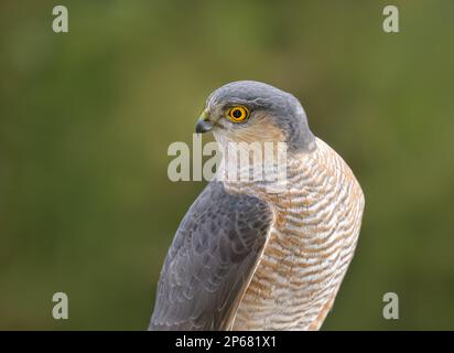 Eurasian sparrowhawk, Accipiter nisus, portrait of this bird of prey with yellow eyes, Rhineland, Germany Stock Photo