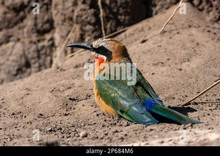 White-fronted bee-eater (Merops bullockoides), Chobe National Park, Botswana, Africa Stock Photo
