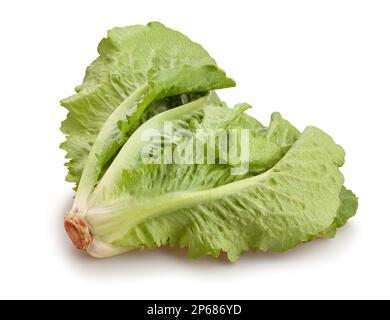 romaine lettuce path isolated on white Stock Photo