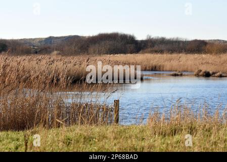 Den Helder, Netherlands. February 2023. The Grafelijkheidsduinen in Den Helder, Netherlands. High quality photo Stock Photo