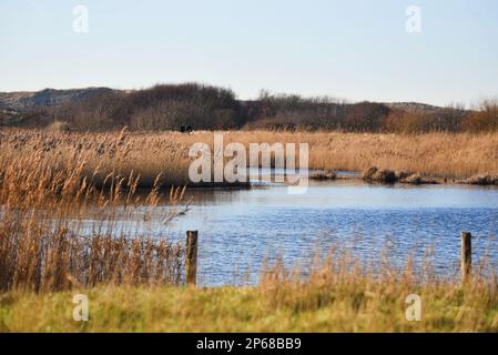 Den Helder, Netherlands. February 2023. The Grafelijkheidsduinen in Den Helder, Netherlands. High quality photo Stock Photo