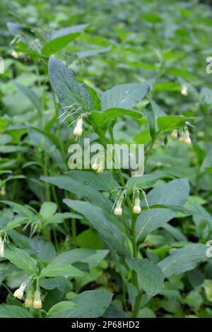 Tuberous comfrey (Symphytum tuberosum) grows in the wild in spring Stock Photo