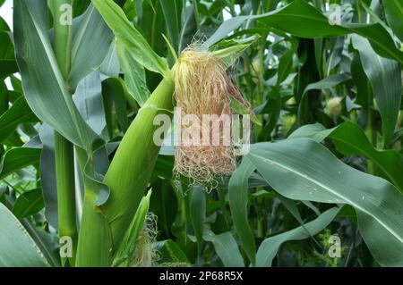 In the summer on a young stalk of corn ripens cob Stock Photo