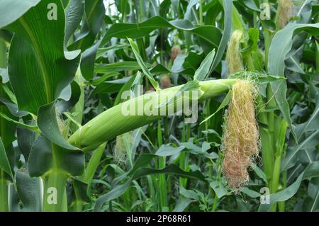 In the summer on a young stalk of corn ripens cob Stock Photo