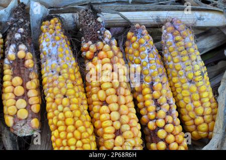 Corn cobs affected by a fungal disease - fusarium (Fusarium moniliforme) Stock Photo