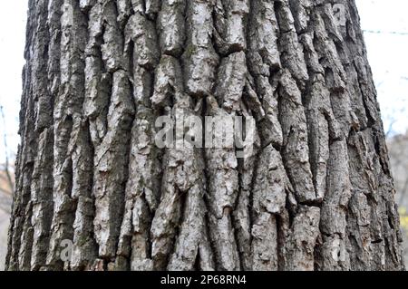 Bark on the trunk of a live oak tree Stock Photo