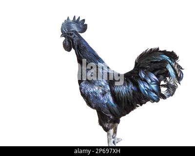 Ayam Cemani black rooster isolated on white background. Gallus gallus domesticus Stock Photo